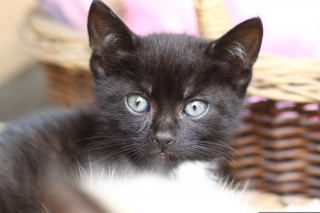 Illustration de l'article : Alert&eacute;e par des miaulements, une association sauve un chaton rest&eacute; pr&egrave;s de 24 heures sans boire ni manger en pleine canicule
