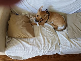 Illustration de l'article : 14 photos de chiens attrap&eacute;s en flagrant d&eacute;lit de petites b&ecirc;tises