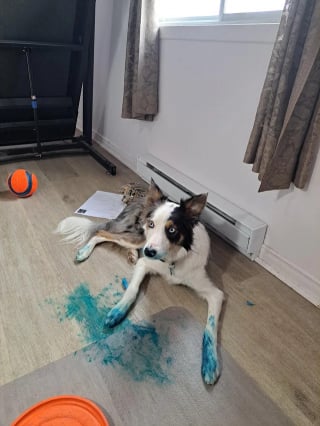 Illustration de l'article : 14 photos de chiens attrap&eacute;s en flagrant d&eacute;lit de petites b&ecirc;tises