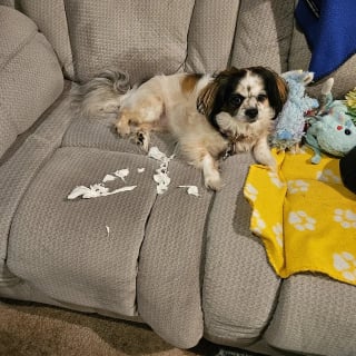 Illustration de l'article : 14 photos de chiens attrap&eacute;s en flagrant d&eacute;lit de petites b&ecirc;tises