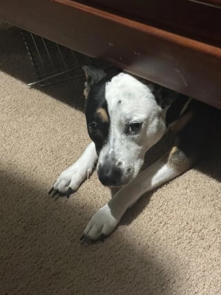 Illustration de l'article : 14 photos de chiens attrap&eacute;s en flagrant d&eacute;lit de petites b&ecirc;tises