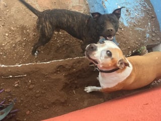 Illustration de l'article : 14 photos de chiens attrap&eacute;s en flagrant d&eacute;lit de petites b&ecirc;tises
