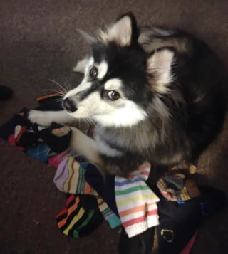 Illustration de l'article : 14 photos de chiens attrap&eacute;s en flagrant d&eacute;lit de petites b&ecirc;tises