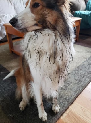 Illustration de l'article : 14 photos de chiens attrap&eacute;s en flagrant d&eacute;lit de petites b&ecirc;tises