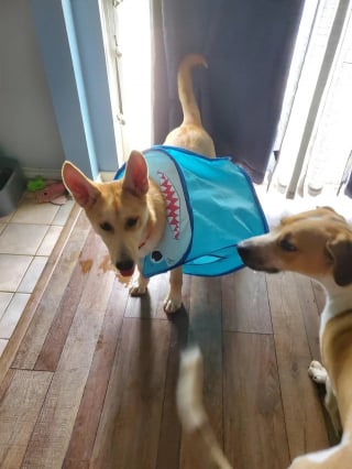 Illustration de l'article : 14 photos de chiens attrap&eacute;s en flagrant d&eacute;lit de petites b&ecirc;tises