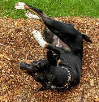 Illustration de l'article : 14 photos de chiens attrap&eacute;s en flagrant d&eacute;lit de petites b&ecirc;tises