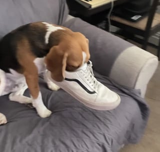 Illustration de l'article : 14 photos de chiens attrap&eacute;s en flagrant d&eacute;lit de petites b&ecirc;tises