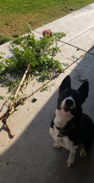 Illustration de l'article : 14 photos de chiens attrap&eacute;s en flagrant d&eacute;lit de petites b&ecirc;tises