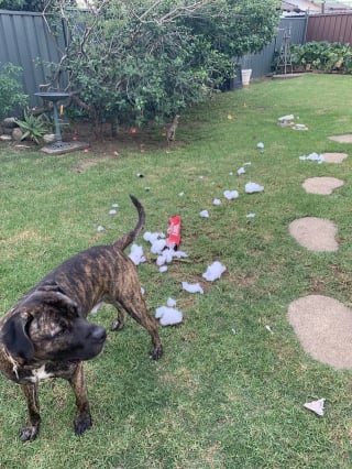 Illustration de l'article : 14 photos de chiens attrap&eacute;s en flagrant d&eacute;lit de petites b&ecirc;tises