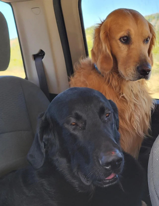 Illustration de l'article : 14 photos de chiens attrap&eacute;s en flagrant d&eacute;lit de petites b&ecirc;tises
