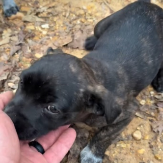 Illustration de l'article : Ces 7 chiots abandonnés nagent désormais dans le bonheur grâce à un automobiliste qui a choisi de ne pas passer son chemin (vidéo)