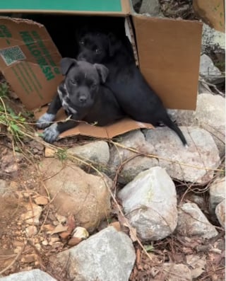 Illustration de l'article : Ces 7 chiots abandonnés nagent désormais dans le bonheur grâce à un automobiliste qui a choisi de ne pas passer son chemin (vidéo)