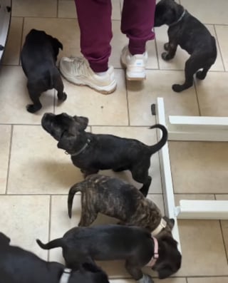 Illustration de l'article : Ces 7 chiots abandonnés nagent désormais dans le bonheur grâce à un automobiliste qui a choisi de ne pas passer son chemin (vidéo)