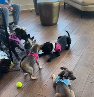 Illustration de l'article : Ces 7 chiots abandonnés nagent désormais dans le bonheur grâce à un automobiliste qui a choisi de ne pas passer son chemin (vidéo)