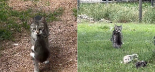 Illustration de l'article : Une chatte errante nourrie par une famille décide de revenir la voir avec ses 3 chatons qu'elle installe dans le garage (vidéo)