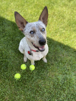 Illustration de l'article : Rendu au refuge car il n&rsquo;&eacute;coutait pas, ce chien trouve une seconde chance aupr&egrave;s d&rsquo;un couple qui d&eacute;couvre qu&rsquo;il est sourd