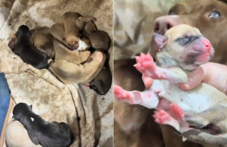 Illustration de l'article : Sauvée de la rue cette pauvre chienne errante et borgne donne naissance à 10 magnifiques chiots (vidéo)