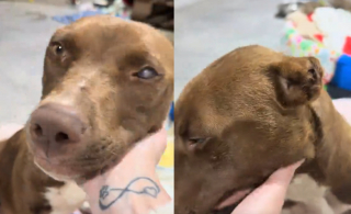 Illustration de l'article : Sauvée de la rue cette pauvre chienne errante et borgne donne naissance à 10 magnifiques chiots (vidéo)