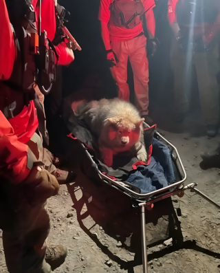 Illustration de l'article : Blessé lors d'une randonnée en montagne, un Husky est pris en charge par des secouristes qui l'évacuent avec une civière sur roue