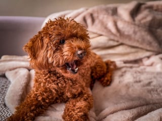 Illustration de l'article : Un chien héroïque aboie pour réveiller son maître et le sauver d'un incendie causé par des feux d'artifice