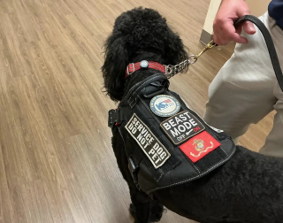 Illustration de l'article : Un ancien soldat atteint de stress post-traumatique retrouve une vie plus sereine et aide même ses semblables grâce à son chien d'assistance