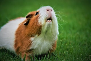 Illustration de l'article : 6 choses à savoir impérativement si vous souhaitez adopter un cochon d’Inde