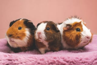 Illustration de l'article : 6 choses à savoir impérativement si vous souhaitez adopter un cochon d’Inde