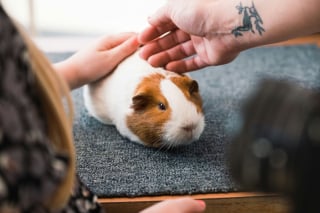 Illustration de l'article : 6 choses à savoir impérativement si vous souhaitez adopter un cochon d’Inde