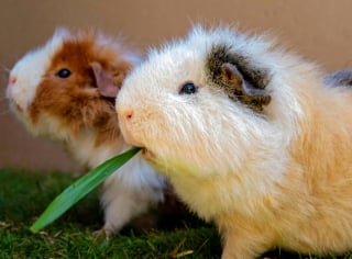 Illustration de l'article : 6 choses à savoir impérativement si vous souhaitez adopter un cochon d’Inde