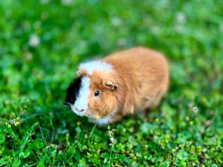 Illustration de l'article : 6 choses à savoir impérativement si vous souhaitez adopter un cochon d’Inde