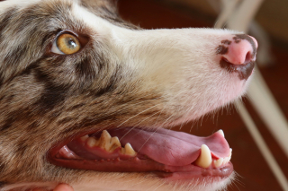 Illustration de l'article : Est-il normal pour un vieux chien de perdre des dents avec l’âge ?