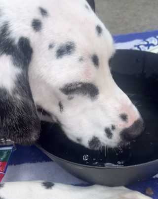 Illustration de l'article : Elle renonce à aller à la plage pour sauver un Dalmatien errant épuisé par la chaleur et en faire son meilleur ami (vidéo)