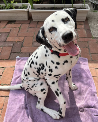 Illustration de l'article : Elle renonce à aller à la plage pour sauver un Dalmatien errant épuisé par la chaleur et en faire son meilleur ami (vidéo)