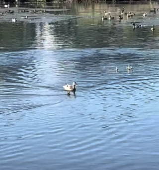 Illustration de l'article : Un chien alerte son jeune maître en grattant avec insistance à la fenêtre et permet le sauvetage d’un caneton piégé (vidéo)