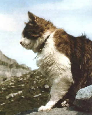 Illustration de l'article : 33 ans après la mort de ce chat qui avait gravi les sommets des Alpes suisses, sa légende ne cesse de perdurer
