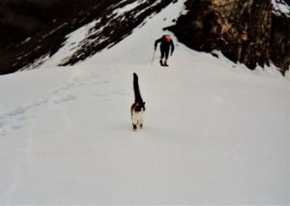 Illustration de l'article : 33 ans après la mort de ce chat qui avait gravi les sommets des Alpes suisses, sa légende ne cesse de perdurer