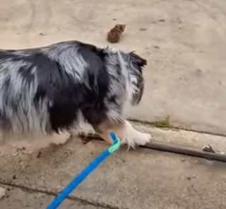 Illustration de l'article : Lors d'une promenade, ce Berger Australien futur chien d'assistance découvre et sort 4 chatons errants très malades de la rue (vidéo)