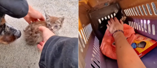 Illustration de l'article : Lors d'une promenade, ce Berger Australien futur chien d'assistance découvre et sort 4 chatons errants très malades de la rue (vidéo)
