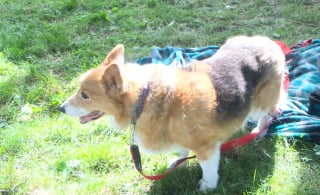 Illustration de l'article : Après la destruction de sa maison par une tornade cette chienne âgée est retrouvée vivante sous les décombres