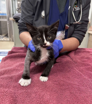 Illustration de l'article : Coinc&eacute; dans une b&acirc;che trou&eacute;e, ce chaton errant est sauv&eacute; et se pr&eacute;pare &agrave; commencer une nouvelle vie (vid&eacute;o)