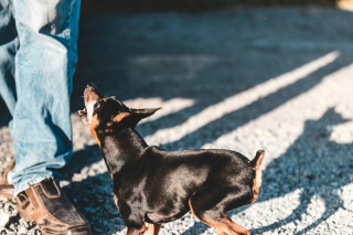 Illustration de l'article : Vrai ou faux : un chien qui chevauche la jambe exprime-t-il des pulsions sexuelles ?