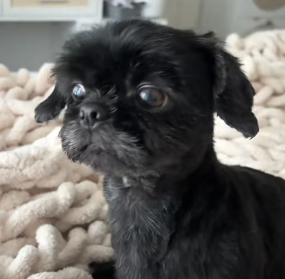 Illustration de l'article : Une jeune femme recueille une chienne abandonnée au milieu de la route et documente sa reconstruction pendant 5 mois (vidéo)