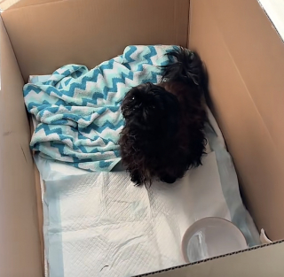 Illustration de l'article : Une jeune femme recueille une chienne abandonnée au milieu de la route et documente sa reconstruction pendant 5 mois (vidéo)