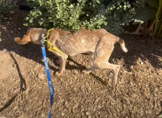 Illustration de l'article : Attach&eacute; &agrave; un arbre et laiss&eacute; sans soins pendant des mois, ce Coonhound Anglais d&eacute;couvre enfin le bonheur apr&egrave;s son adoption (vid&eacute;o)