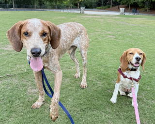 Illustration de l'article : Attach&eacute; &agrave; un arbre et laiss&eacute; sans soins pendant des mois, ce Coonhound Anglais d&eacute;couvre enfin le bonheur apr&egrave;s son adoption (vid&eacute;o)