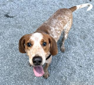 Illustration de l'article : Attach&eacute; &agrave; un arbre et laiss&eacute; sans soins pendant des mois, ce Coonhound Anglais d&eacute;couvre enfin le bonheur apr&egrave;s son adoption (vid&eacute;o)