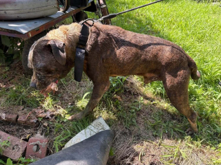 Illustration de l'article : Les aboiements d'un chien tombé dans un puits après avoir été effrayé par un feu d'artifice alertent pompiers et policiers qui le sauvent