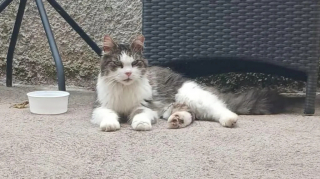 Illustration de l'article : Un an après sa seconde fugue, un chat est enfin retrouvé par le refuge chez une famille qui souhaite l’adopter