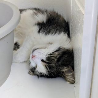 Illustration de l'article : Un an après sa seconde fugue, un chat est enfin retrouvé par le refuge chez une famille qui souhaite l’adopter
