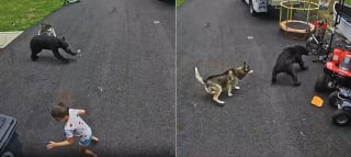 Illustration de l'article : Une Husky prot&egrave;ge le jeune gar&ccedil;on de sa famille en faisant fuir un ours qui s'est approch&eacute; de lui (vid&eacute;o)
